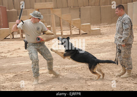 Sgt. Daniel Turner a sinistra, un militare di cane da lavoro il gestore e il trainer con sede e Sede Operations Company, terza divisione di fanteria, provoca un militare di cane da lavoro per dimostrare come il cane reagirà in determinate situazioni mentre il cane al gestore, SPC. Jeffrey Michaud, anche con HHOC, 3° ID, è pronta a trattenere il suo cane. I soldati della seconda Stryker Brigade Combat Team, XXV divisione di fanteria, condotto di lavoro militare di addestramento del cane con forze di polizia irachene Luglio 20 in avanti una base operativa Warhorse nella provincia di Diyala. Pfc. Robert M. Inghilterra. Foto Stock