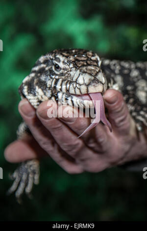 Gestione del rettile al mulino a vento Fattoria degli animali, Rufford, Southport, West Lancashire Foto Stock