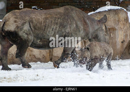 Giovani rinoceronte nero (Diceros simum) gode di neve in Dvur Kralove zoo, Repubblica Ceca, Marzo 31, 2015. Nella foto con la femmina Jessi. (CTK foto/David Tanecek) Foto Stock