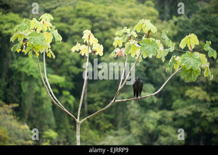 Avvoltoio nero seduto in un albero, Coragyps atratus, la riserva naturale del Suriname centrale, Suriname Foto Stock