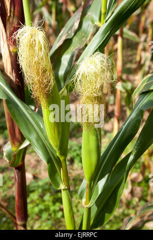 Due spighe di grano su una levetta di mais con seta sulla sommità. Foto Stock