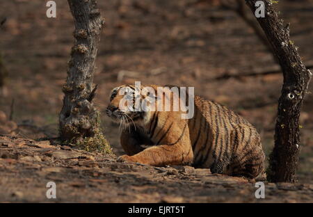 Royal tigre del Bengala cub stalking in Ranthambhore Parco Nazionale dell'India Foto Stock