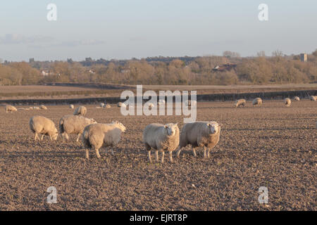 Grandi quantità di pecore in un campo e alcuni di loro guardando verso la telecamera Foto Stock