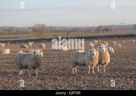 Grandi quantità di pecore in un campo e alcuni di loro guardando verso la telecamera Foto Stock