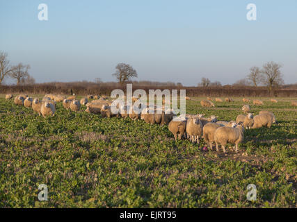 Grandi quantità di pecore in un campo e alcuni di loro guardando verso la telecamera Foto Stock