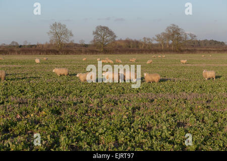 Grandi quantità di pecore in un campo e alcuni di loro guardando verso la telecamera Foto Stock