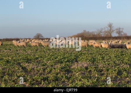 Grandi quantità di pecore in un campo e alcuni di loro guardando verso la telecamera Foto Stock