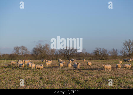 Grandi quantità di pecore in un campo Foto Stock