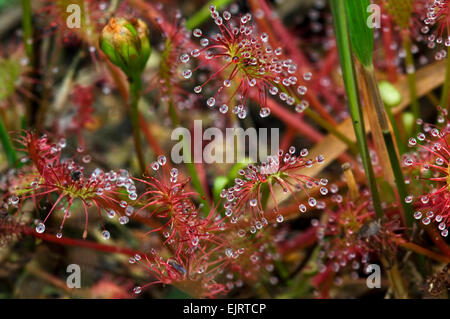 Di forma oblunga lasciava Sundew / spatulate-lasciava sundew / spoonleaf sundew (Drosera intermedia) Foto Stock