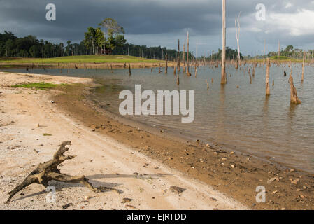 Gli alberi morti nel serbatoio Brokopondo, Ston Isola, Suriname Foto Stock