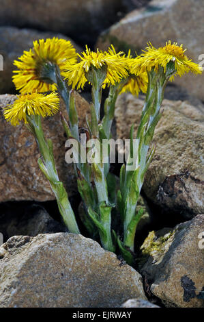 (Coltsfoot Tussilago farfara) in fiore Foto Stock