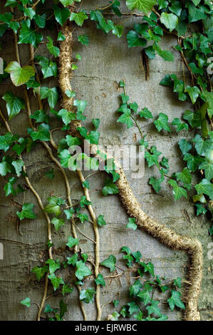 Edera comune (Hedera helix) gambo mostra radichette utilizzato per aggrapparsi a tronco di albero Foto Stock