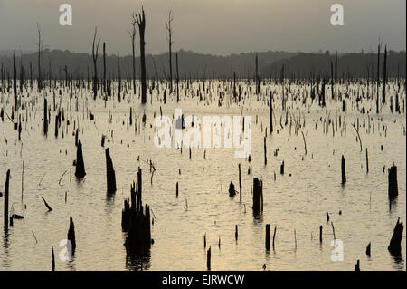 Gli alberi morti nel serbatoio Brokopondo, Ston Isola, Suriname Foto Stock