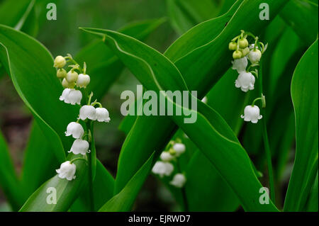 Il giglio della valle / Lily-di-il-valle (convallaria majalis) in fiore Foto Stock