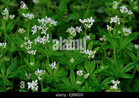 Bedstraw Sweetscented / Woodruff (Galium odoratum / asperula odorata) in fiore Foto Stock