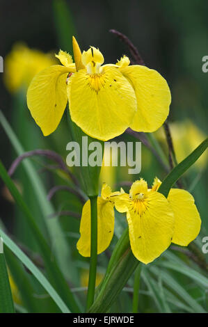 Iris gialla / bandiera gialla (Iris pseudacorus) in fiore Foto Stock