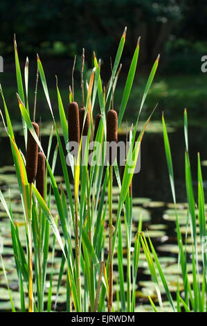 Latifoglie tifa / Comune Giunco (Typha latifolia) lungo stagno Foto Stock