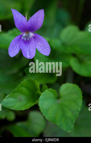 Legno / viola mammola (Viola odorata) in fiore Foto Stock