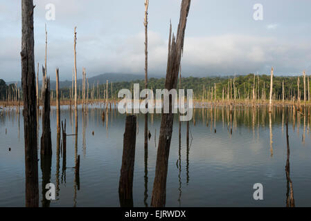 Gli alberi morti nel serbatoio Brokopondo, Ston Isola, Suriname Foto Stock