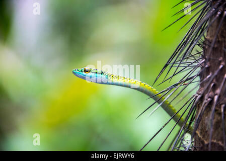 Vista ingrandita di un pappagallo snake nella foresta amazzonica in Perù Foto Stock