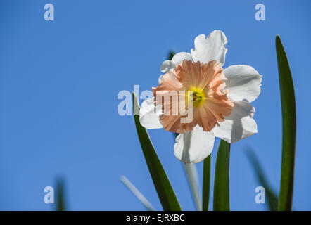 Daffodil fiore che sboccia in primavera. Blu brillante sullo sfondo del cielo con copia spazio. Foto Stock