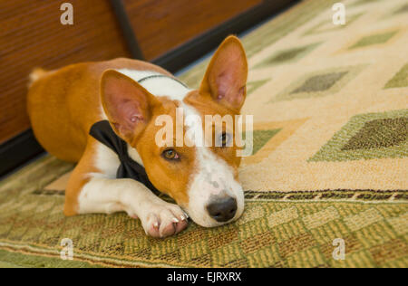 Piscina ritratto di basenji cane sdraiato sul pavimento e in attesa per il master. Foto Stock