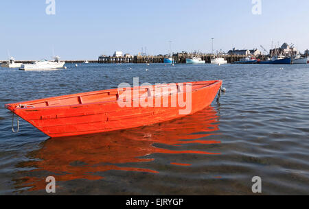 Rosso brillante dory nella baia di Cape Cod in Massachusetts. Foto Stock