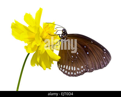 Close up Kaiser nero butterfly ( Penthema binghami ) in cerca di nettare al cosmo giallo fiore isolato su sfondo bianco con c Foto Stock