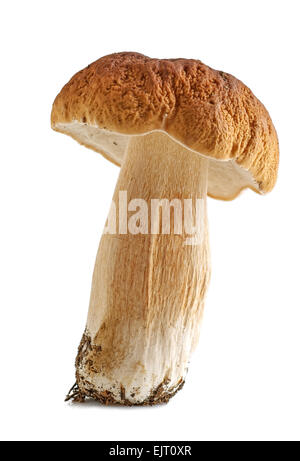 Funghi porcini. Cep su sfondo bianco Foto Stock