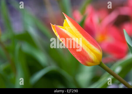 Tulipa clusiana var. chrysantha 'Tubergen ha ricevuto la gemma' Fiori. Rosso in miniatura e tulipani gialli che crescono in giardino. Foto Stock