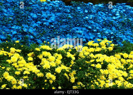 Un sacco di fiori crisantemo giallo e blu Foto Stock