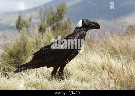 Thick-fatturati Raven, Etiopia, Africa Foto Stock