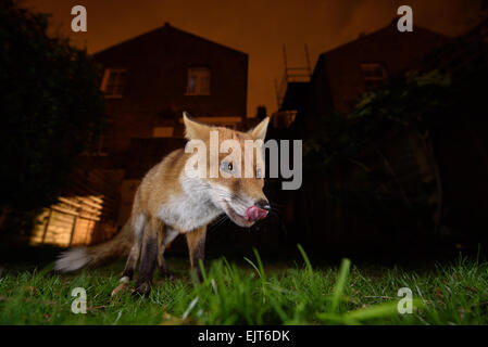 Urban fox leccare le labbra in un Sud Londra Giardino di notte Foto Stock