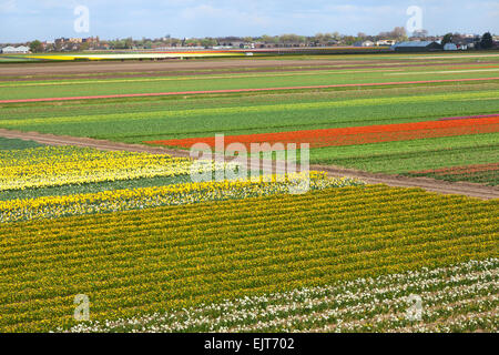 Paesaggio olandese con i tulipani narcisi campi Foto Stock