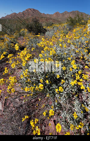 Brittlebush (Encelia farinosa), il Parco nazionale del Saguaro, West, Tucson, Arizona Foto Stock