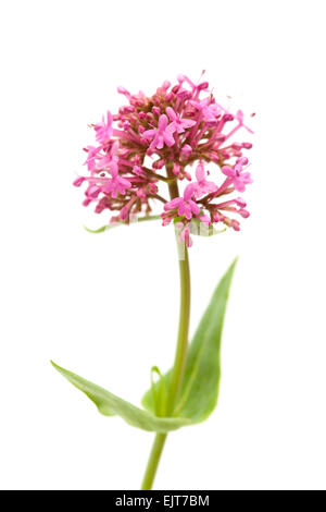 Piccoli fiori di Centranthus ruber isolati su sfondo bianco Foto Stock