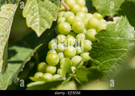 Grappolo di uva bianca appesa sulla vite Foto Stock