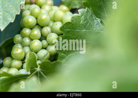 Grappolo di uva bianca appesa sulla vite Foto Stock