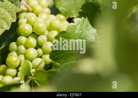 Grappolo di uva bianca appesa sulla vite Foto Stock