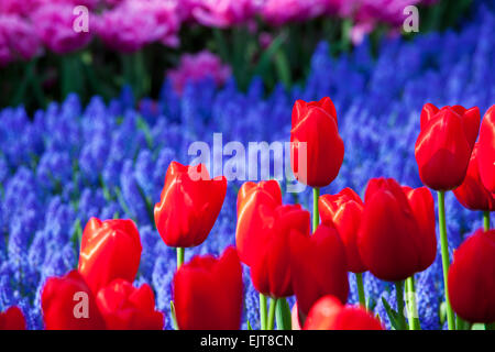 Tulipani rossi, Giardini Keukenhof, South Holland, Paesi Bassi Foto Stock