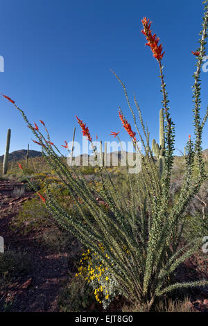 Ocotillo in Bloom, Parco nazionale del Saguaro, Tucson, Arizona Foto Stock