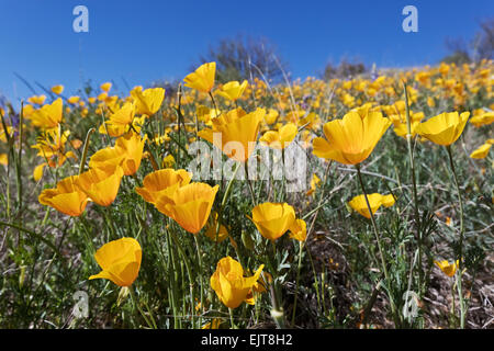 California Poppies aka: Mexican Gold Papaveri (Eschscholzia californica ss. mexicana) fiorisce in stato di Catalina Park, Tucson, Ariz Foto Stock