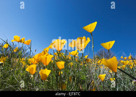 California Poppies aka: Mexican Gold Papaveri (Eschscholzia californica ss. mexicana) fiorisce in stato di Catalina Park, Tucson, Ariz Foto Stock