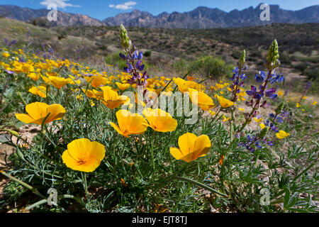 California Poppies aka: Mexican Gold Papaveri (Eschscholzia californica ss. mexicana) fiorisce in stato di Catalina Park, Tucson, Ariz Foto Stock