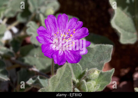 Mulini a vento in coda (Allionia incarnata), Arizona meridionale Foto Stock