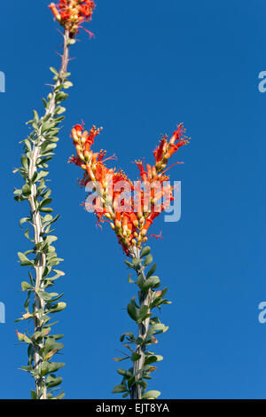 Ocotillo fiori, Parco nazionale del Saguaro, Tucson, Arizona Foto Stock