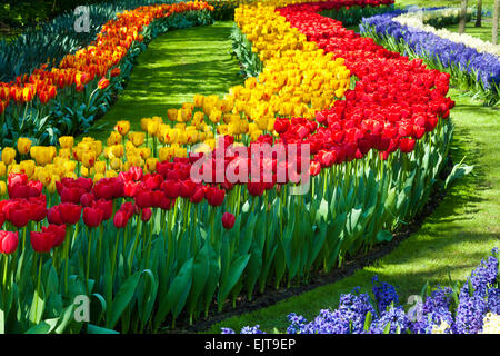 I tulipani in giardini Keukenhof, Paesi Bassi Foto Stock