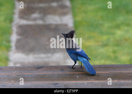 Steller jay sul ponte di legno, Vancouver Canada Foto Stock