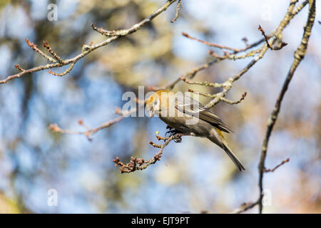 Pine Grosbeak in Burnaby Mountain Park Foto Stock