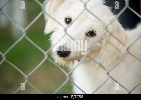 Un simpatico white cucciolo di cane si inclina la sua testa curiosamente e guardando attraverso una catena collegamento recinto. Foto Stock